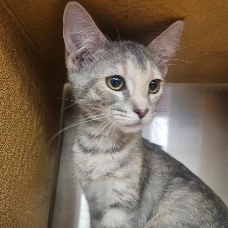 A baby small-sized female Tortoiseshell Domestic Short Hair cat named Gadget for adoption in Grantsville, UT