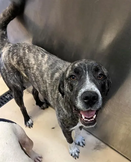 An adult small-sized female Pit Bull Terrier dog named Daffodil for adoption in Riverside, CA