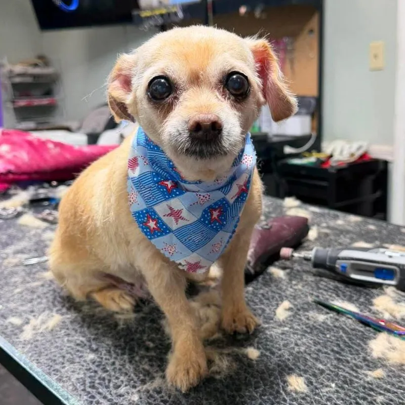 A senior small-sized female Yellow / Tan / Blond / Fawn Mixed Breed dog named Dolores for adoption in Rockville, MD