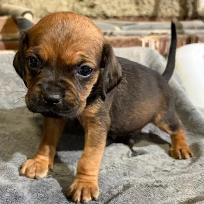 A baby small-sized male Mixed Breed dog named Yuta for adoption in West Chester, PA