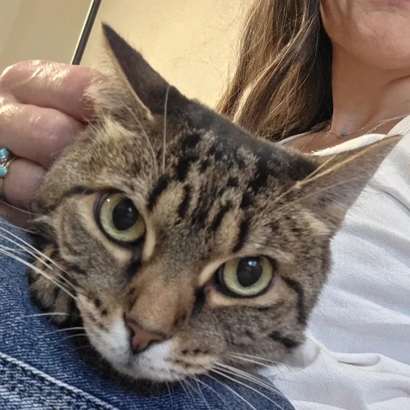 A senior medium-sized female Brown / Chocolate Domestic Short Hair cat named Freya for adoption in Durango, CO
