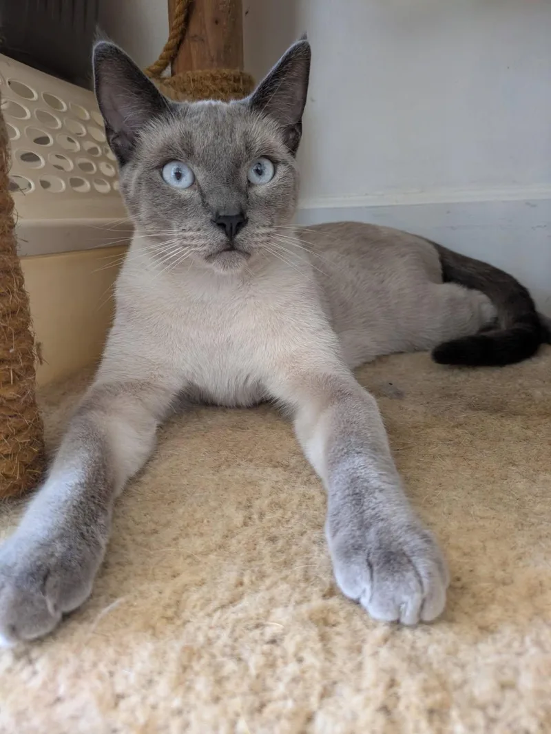 An adult medium-sized male Siamese cat named Sammie for adoption in Riverside, CA