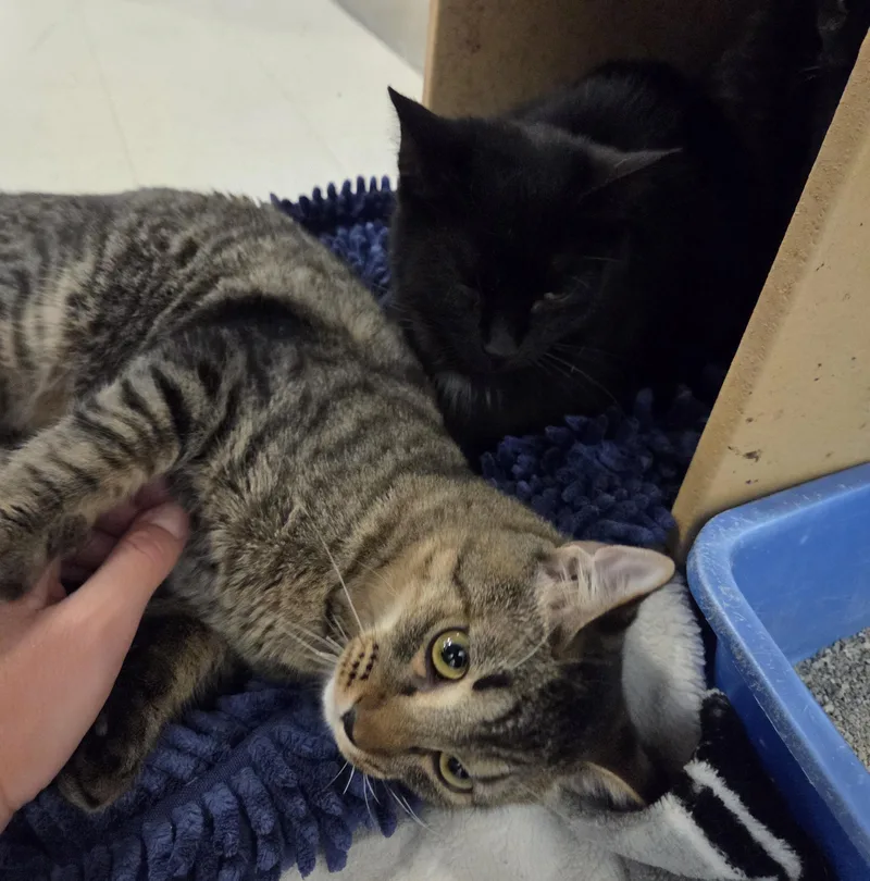 A baby large-sized male Tabby (Brown / Chocolate) Tabby cat named Benji for adoption in Millville, UT