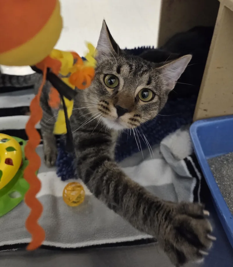 Benji thumbnail 3