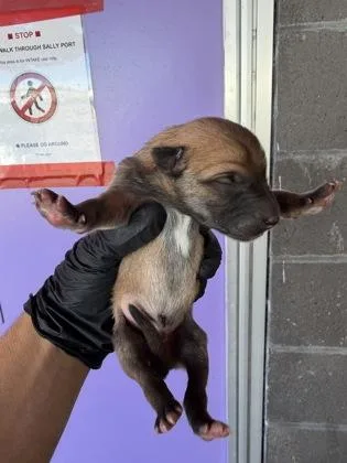 A baby small-sized male Black Border Collie dog named 61801133 for adoption in El Paso, TX