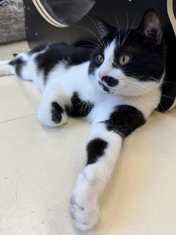 An adult medium-sized male Black & White / Tuxedo Domestic Short Hair cat named Mickey for adoption in Kalamazoo, MI