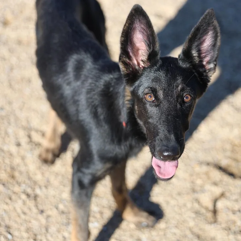 A young medium-sized female Black Mixed Breed dog named 111918 for adoption in Las Cruces, NM
