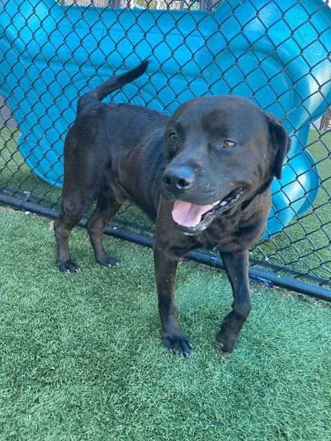 An adult large-sized male Mixed Breed dog named Bruce for adoption in Dallas, TX