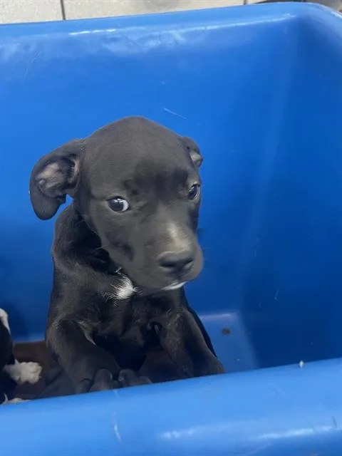 A baby large-sized female Mixed Breed dog named Raya for adoption in Dallas, TX