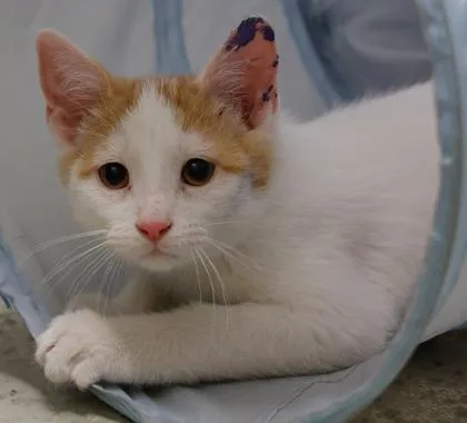A baby small-sized male Domestic Short Hair cat named Freddy for adoption in Verona, WI