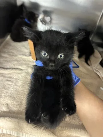 A baby small-sized female Domestic Medium Hair cat named Nova for adoption in San Martin, CA