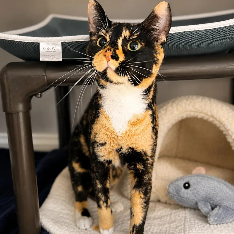 An adult small-sized female Black Domestic Short Hair cat named Ravine for adoption in Hopkinton, MA