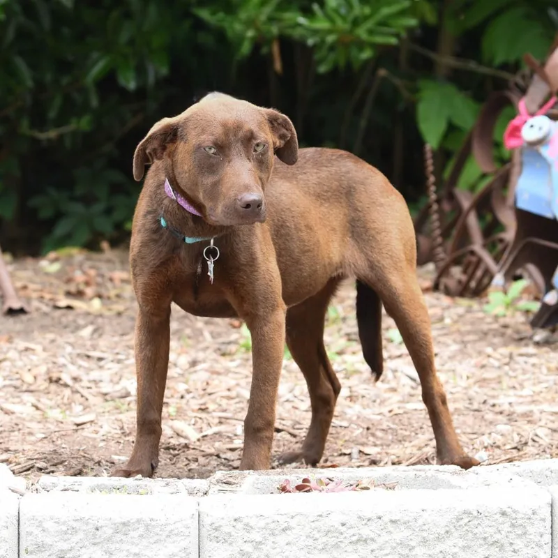 A young medium-sized female Brown / Chocolate Labrador Retriever dog named Marjorie for adoption in Wake Forest, NC