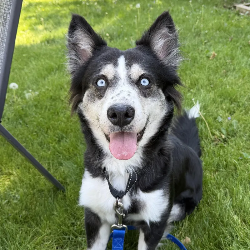 An adult medium-sized female Black Australian Shepherd dog named Lovie for adoption in Libertyville, IL