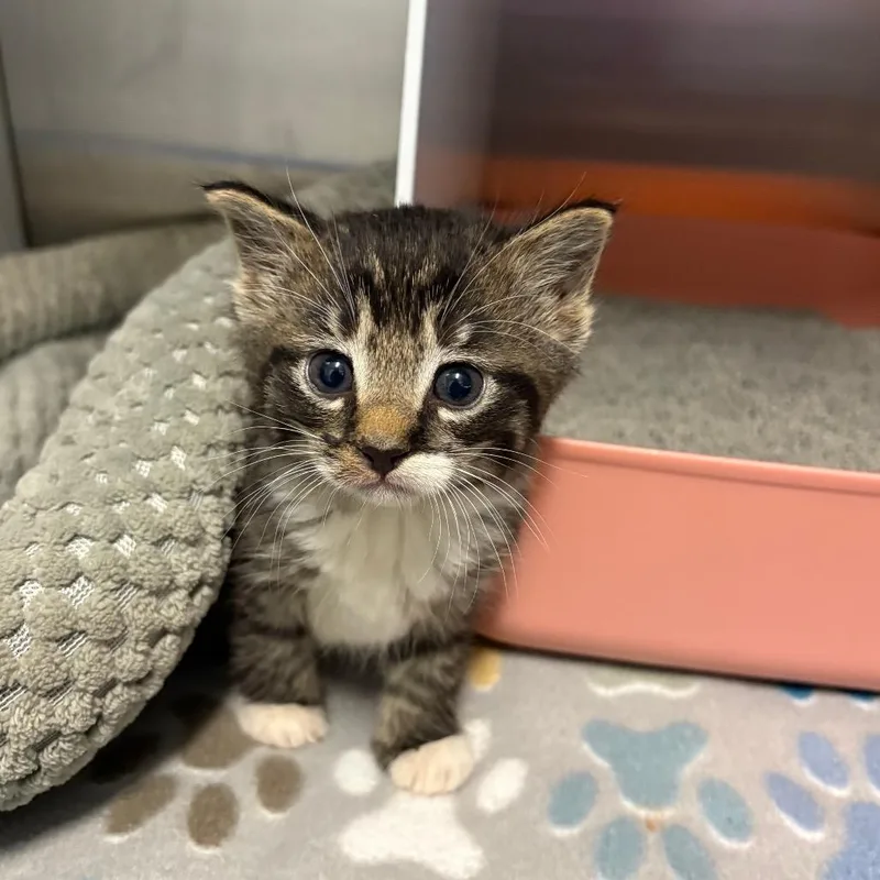 A baby small-sized female Brown / Chocolate Domestic Short Hair cat named Tow Mater for adoption in Oxford, MS