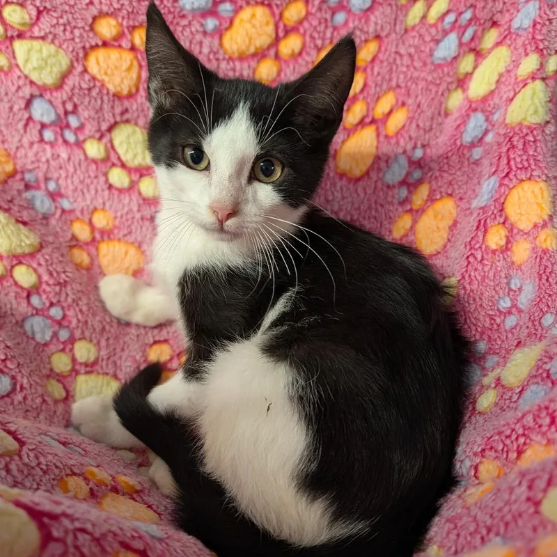 A baby medium-sized male Domestic Short Hair cat named Adidas for adoption in Cape Girardeau, MO