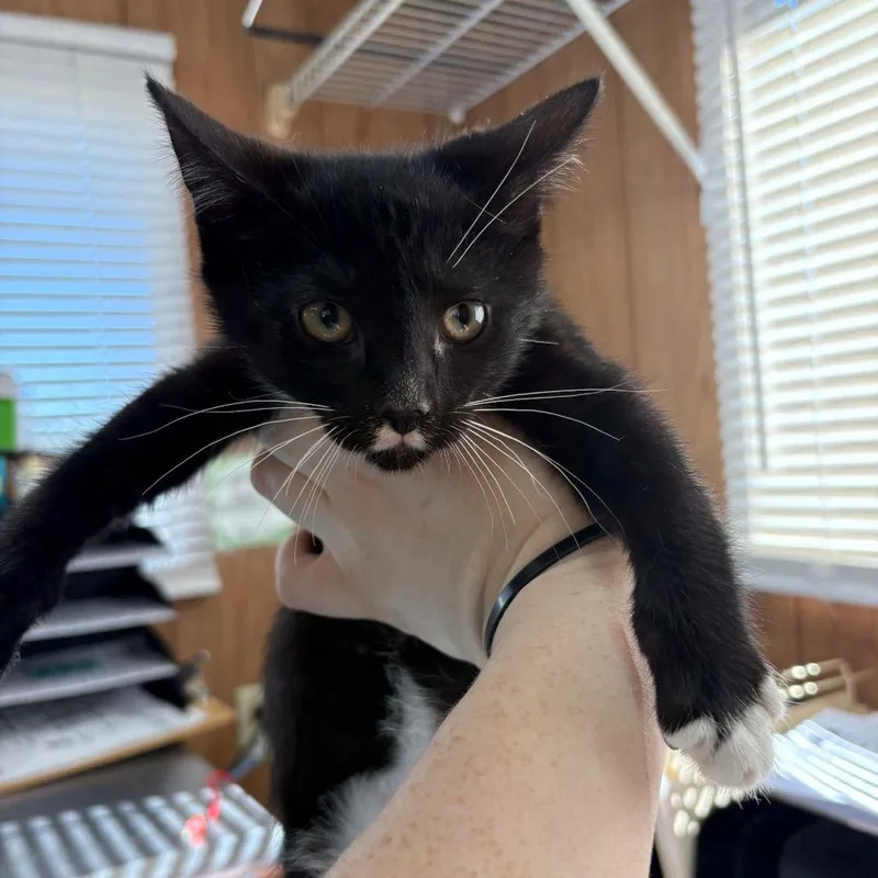A baby small-sized female Black Domestic Short Hair cat named Bramble for adoption in Enfield, NH