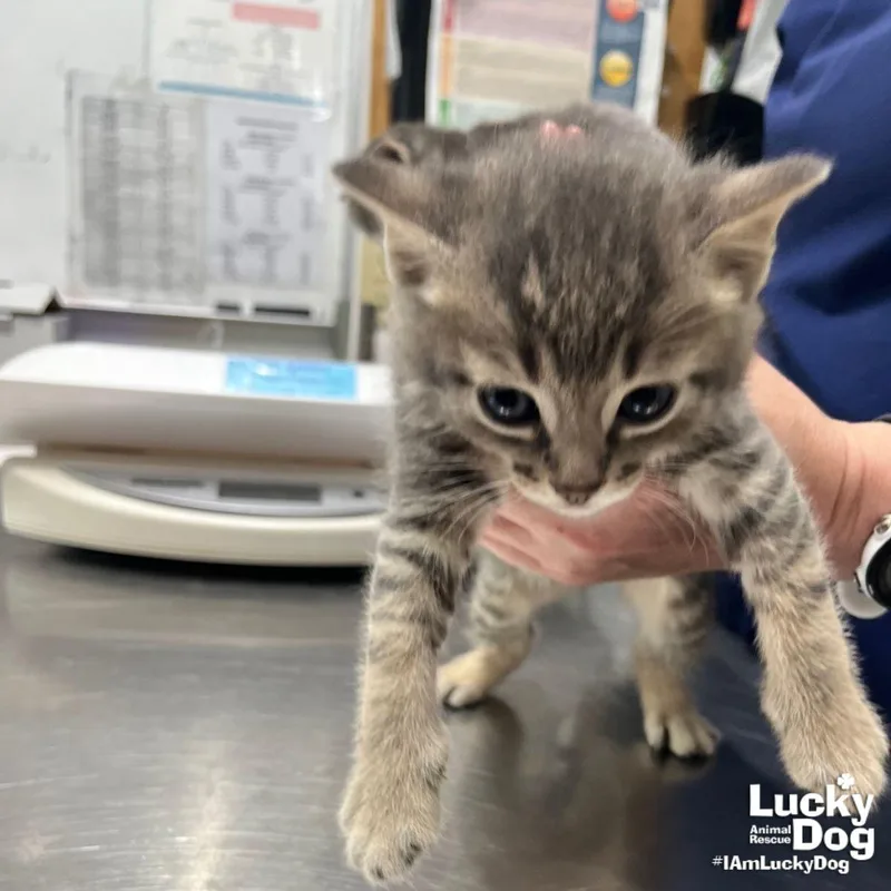 A baby medium-sized male Domestic Short Hair cat named Cuppa Maxwell House for adoption in Washington, DC