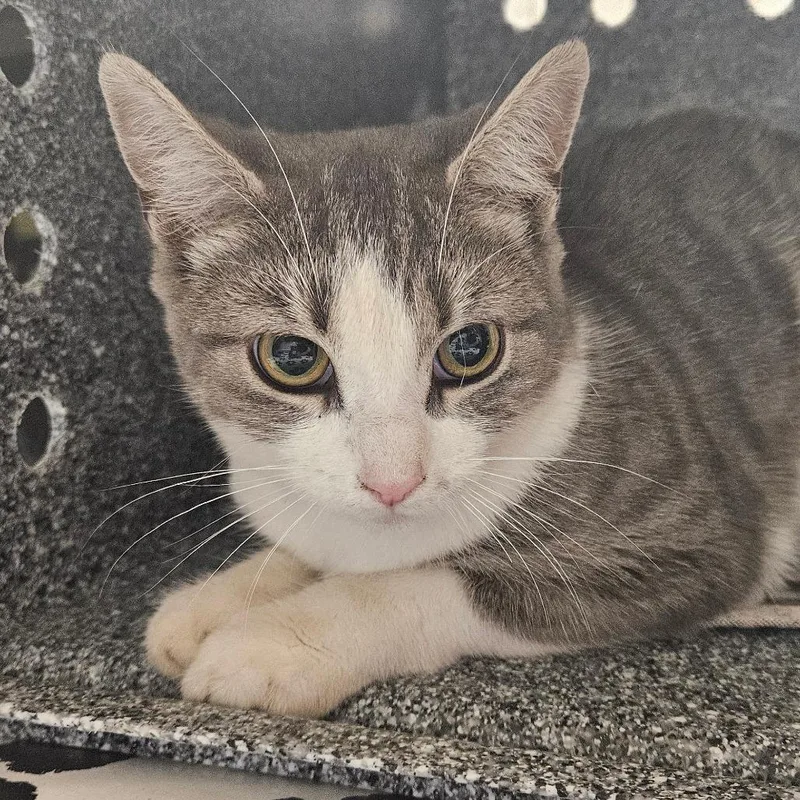 A baby medium-sized female Domestic Short Hair cat named Rayas for adoption in Birdsboro, PA