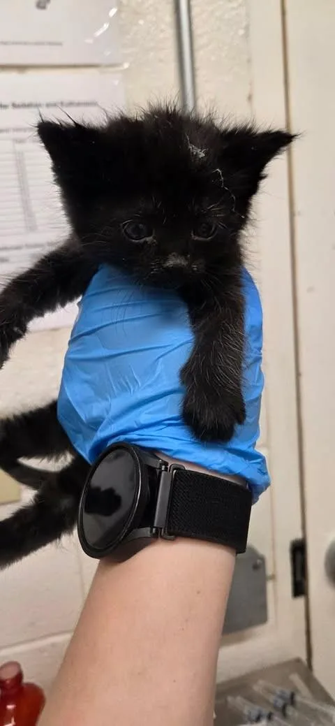 A baby small-sized female Black Domestic Short Hair cat named Bat for adoption in Fruit Heights, UT