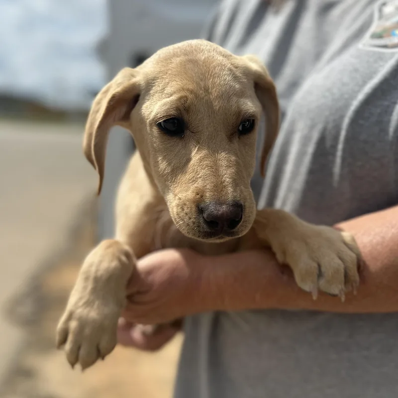 Friesian thumbnail 2