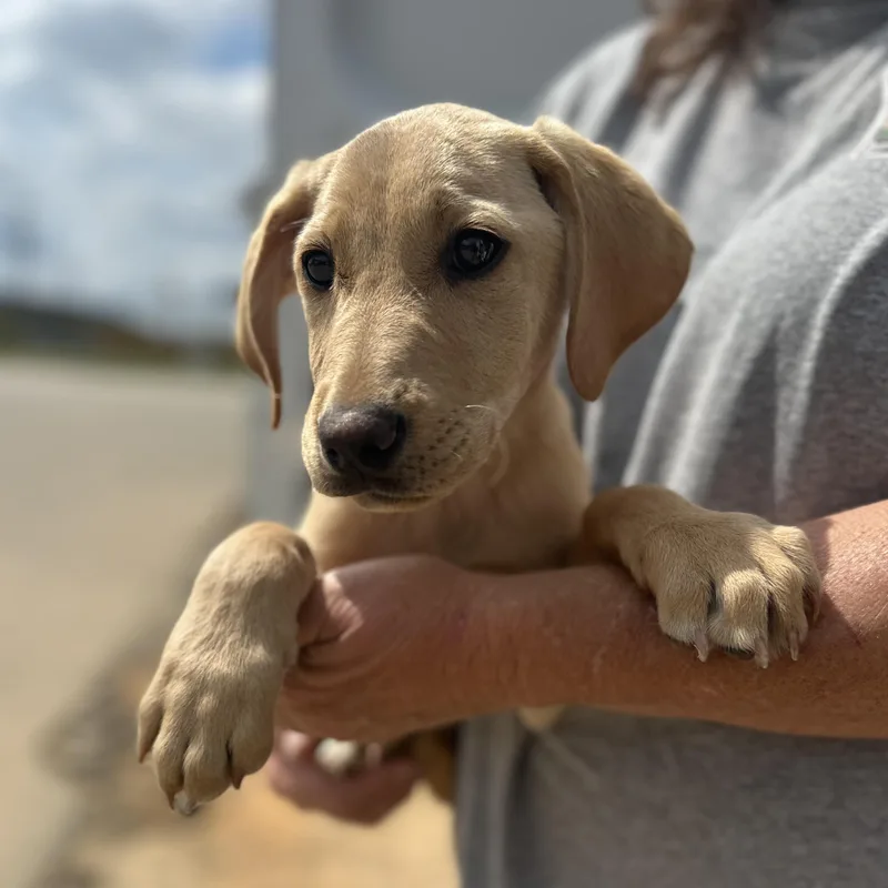 Friesian thumbnail 3