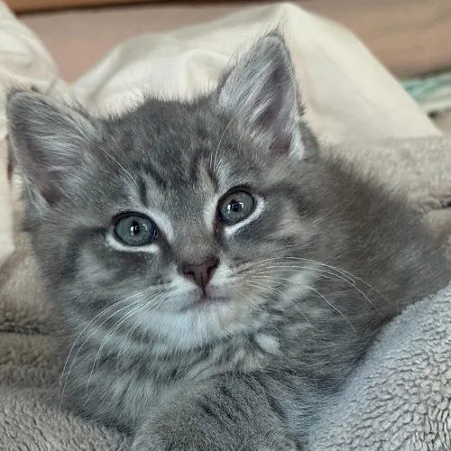 A baby small-sized male Tabby (Gray / Blue / Silver) Domestic Medium Hair cat named Navin for adoption in Toms River, NJ