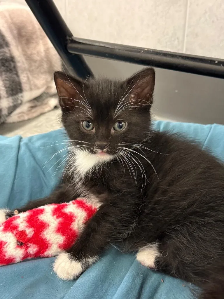 A baby small-sized male Domestic Short Hair cat named Firecracker for adoption in Syracuse, IN