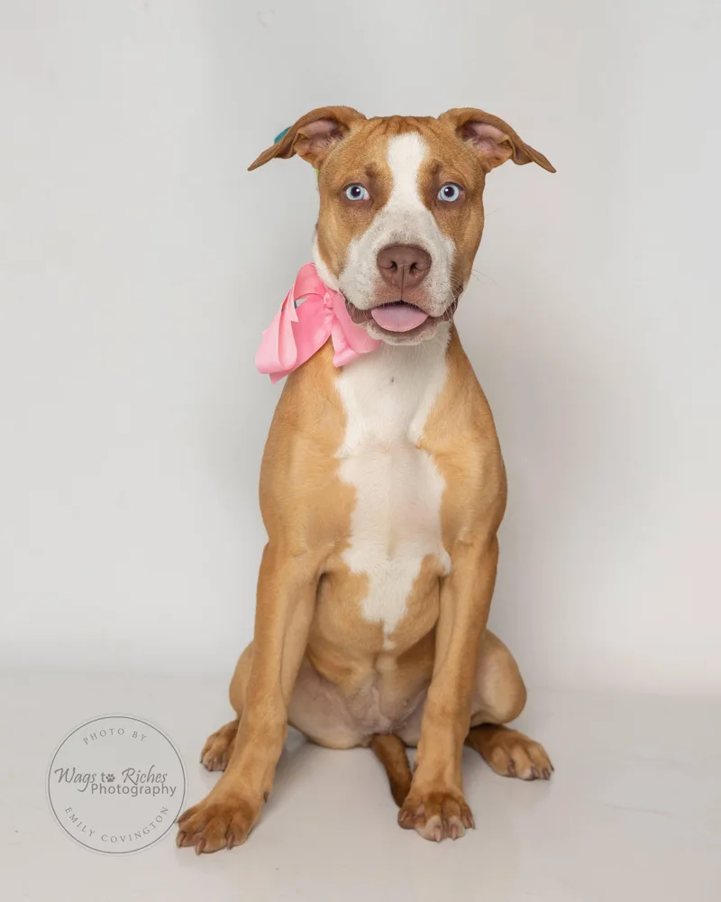 A baby medium-sized female Golden Labrador Retriever dog named Belle for adoption in Tuscaloosa, AL