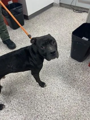 An adult medium-sized male Terrier dog named Jerry for adoption in Gastonia, NC