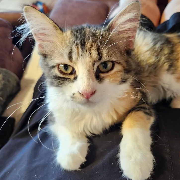A baby medium-sized female Calico cat named Prima for adoption in Las Cruces, NM