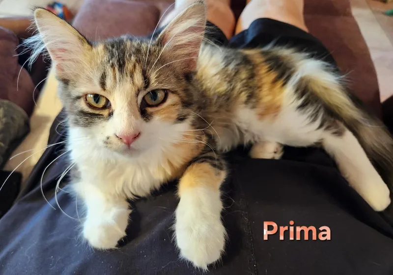 Prima thumbnail 2