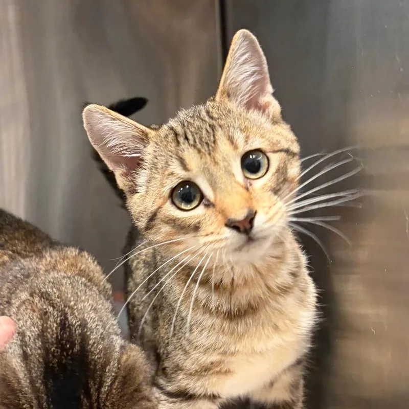 A baby small-sized female Domestic Short Hair cat named Katrina for adoption in Cumming, GA