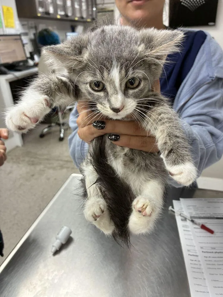 A baby small-sized male Domestic Short Hair cat named Wilson for adoption in Marietta, GA
