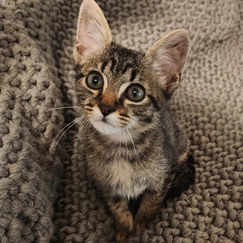 A baby small-sized male Brown / Chocolate Domestic Short Hair cat named Cecil for adoption in San Antonio, TX