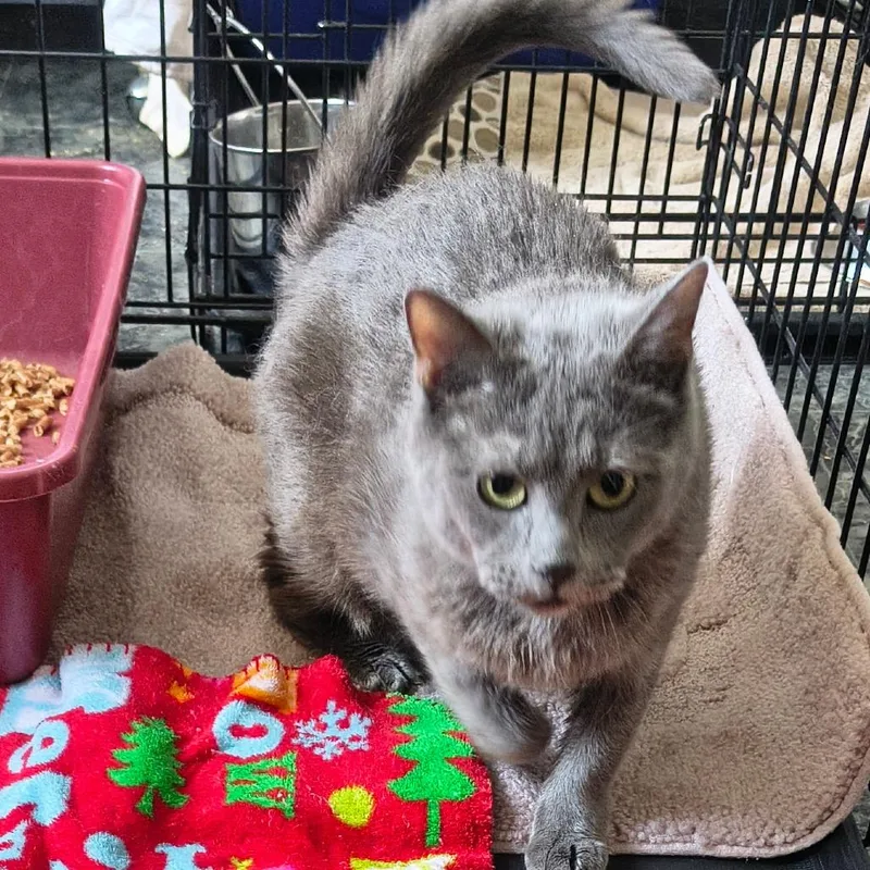 A young medium-sized female Gray / Blue / Silver Domestic Short Hair cat named Sin for adoption in Othello, WA
