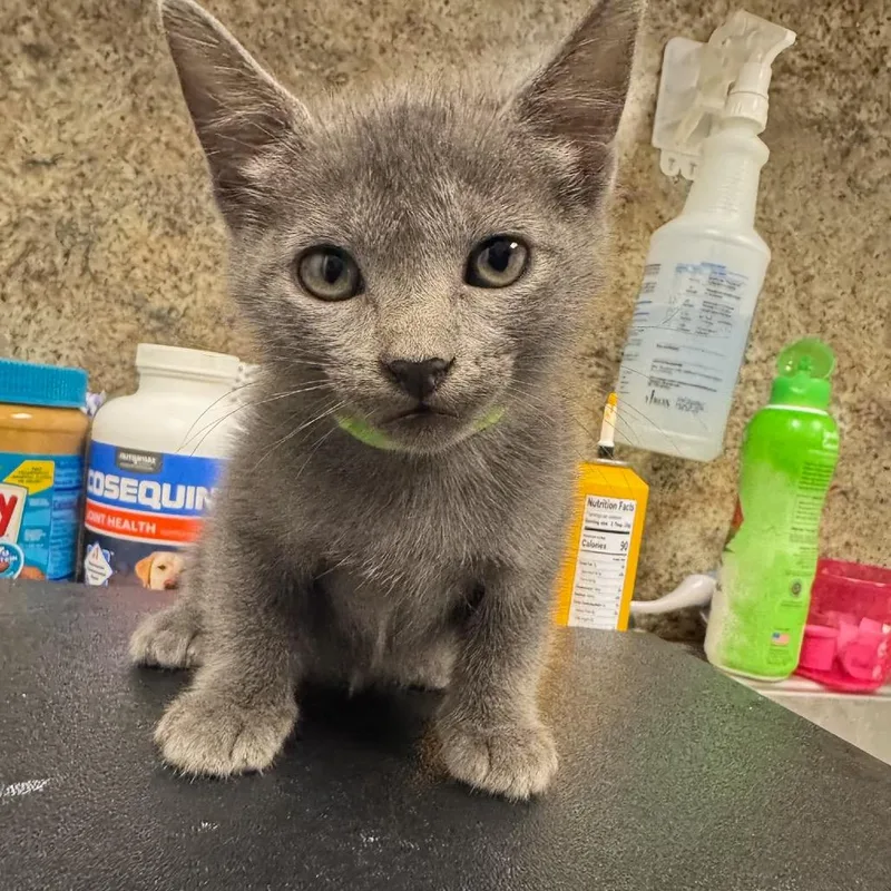 A baby small-sized female Gray / Blue / Silver American Shorthair cat named Ginkgo for adoption in Webster, TX