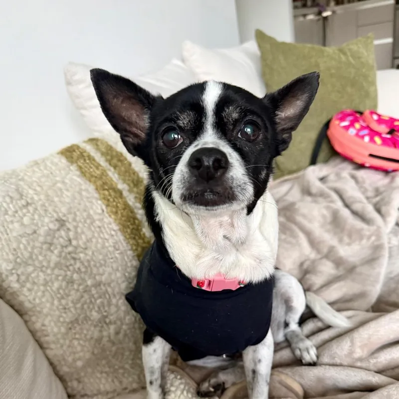 A senior small-sized female Black Chihuahua dog named Ivy for adoption in North Hollywood, CA
