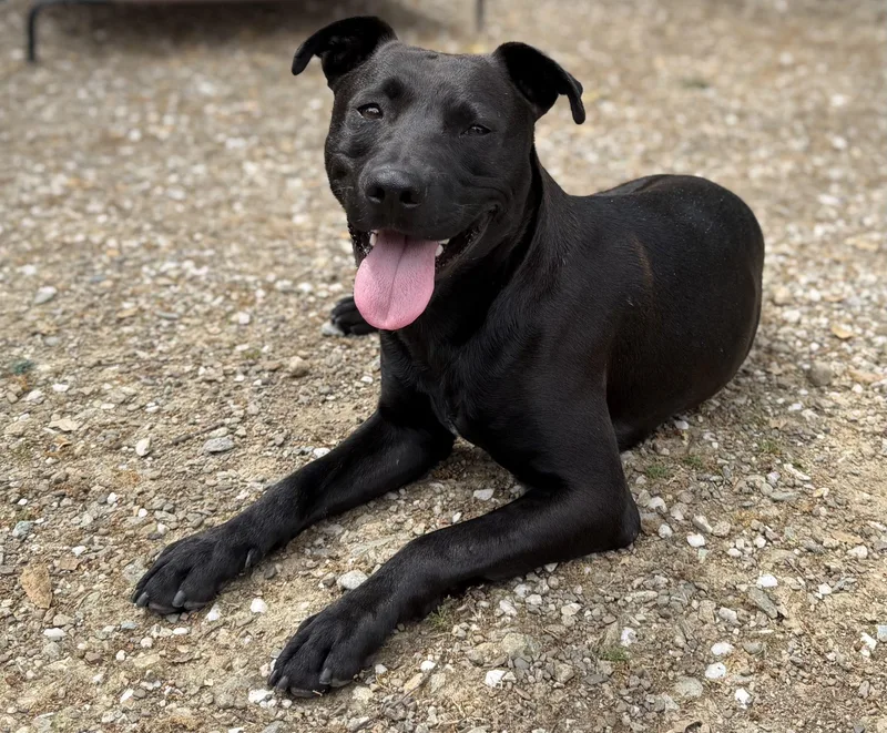 A young medium-sized male Black Labrador Retriever dog named Rajah for adoption in Angels Camp, CA