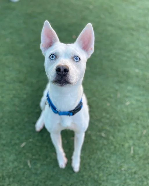 A young large-sized female Mixed Breed dog named Bealu Mae for adoption in Dallas, TX