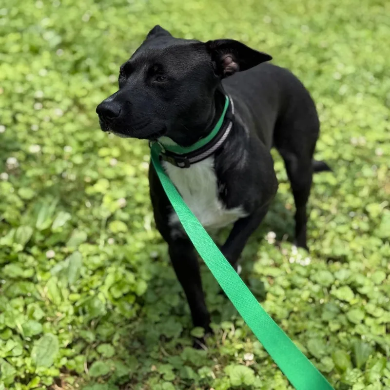 An adult medium-sized female Black Border Collie dog named Wednesday for adoption in Rockville, MD