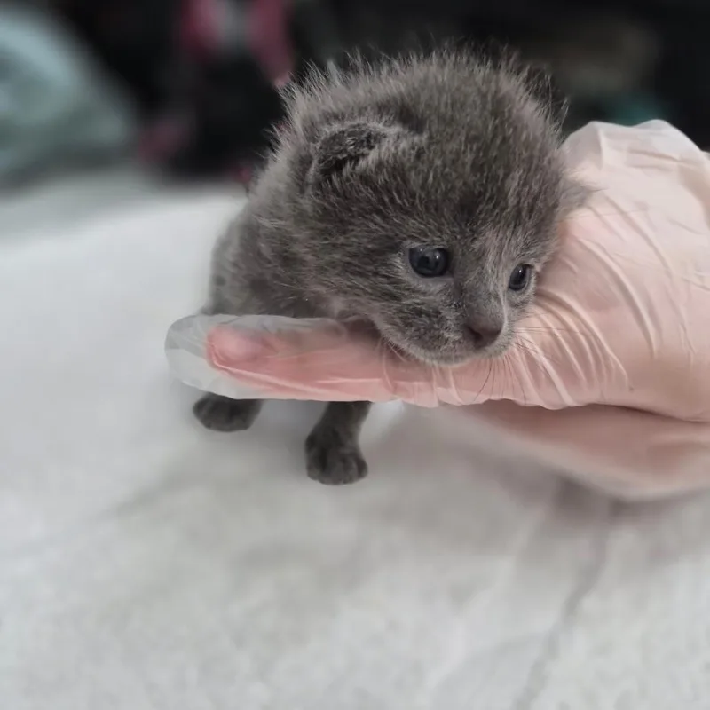 A baby small-sized female Gray / Blue / Silver Domestic Short Hair cat named Lady Grey for adoption in Bismarck, ND