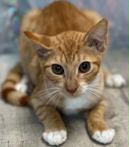 An adult small-sized male Domestic Short Hair cat named Luke for adoption in Shreveport, LA