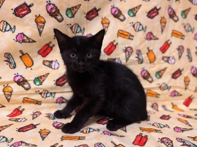 A baby medium-sized male Domestic Short Hair cat named Storm for adoption in Fairfield, CA