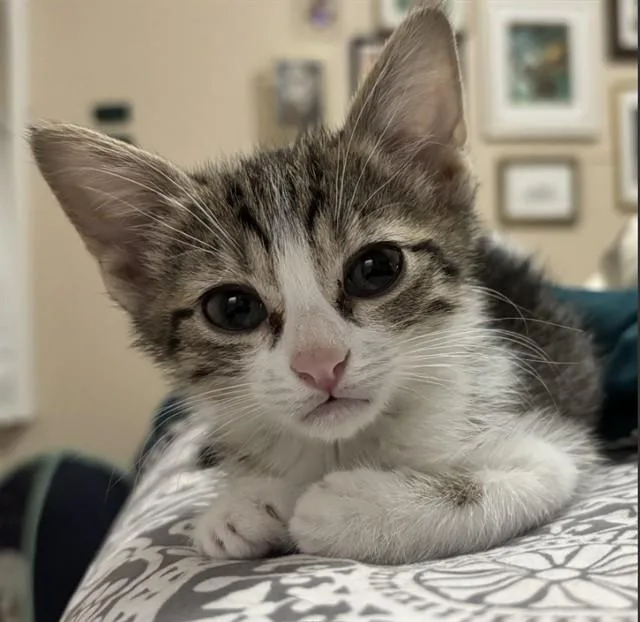 A baby small-sized female Domestic Short Hair cat named Jessica for adoption in Tucson, AZ
