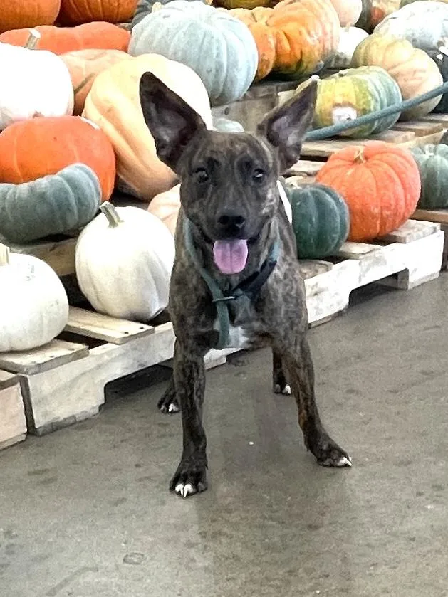 Batman & Robin thumbnail 2