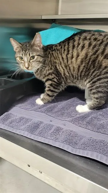 A young medium-sized female Domestic Short Hair cat named Dolly Pawton for adoption in Minneapolis, MN