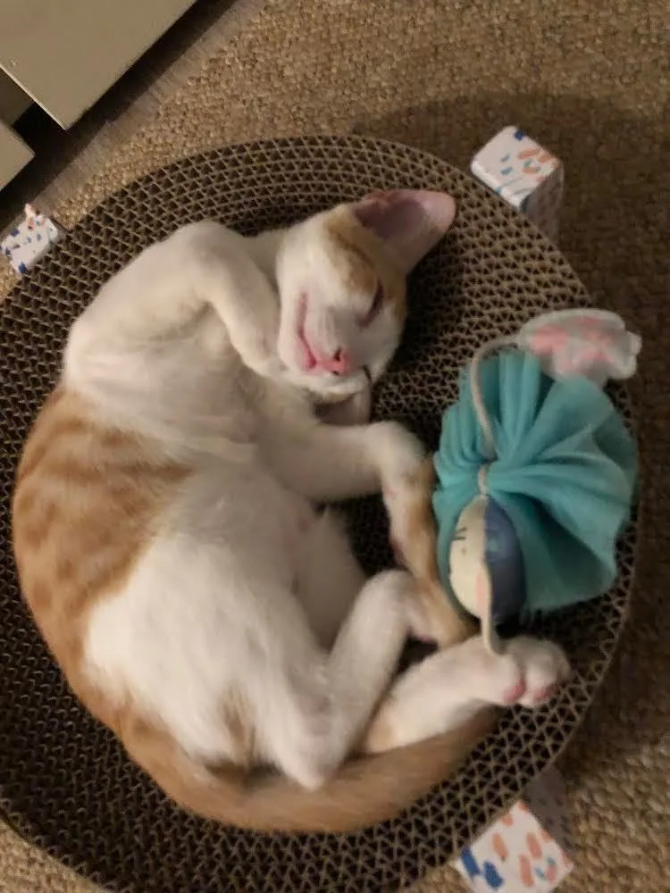 Kai Mele thumbnail 2