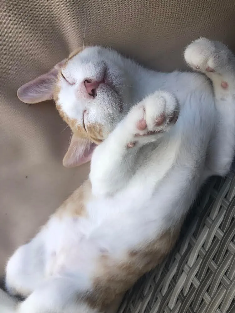 Kai Mele thumbnail 3