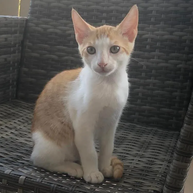 Kai Mele thumbnail 4